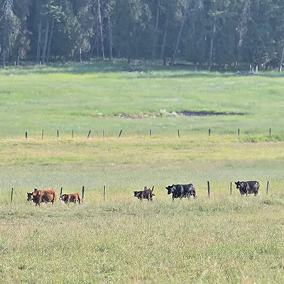 A red Simmental bull