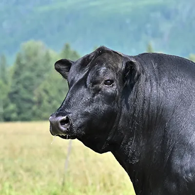 An Angus bull