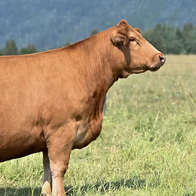 Five cows in a field