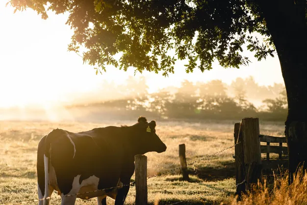 A cow near a tree and a fence