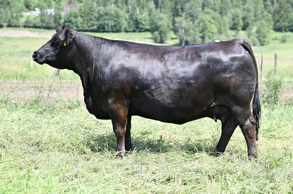SVS Blk Jenna 761EE, Simmental donor, in side profile