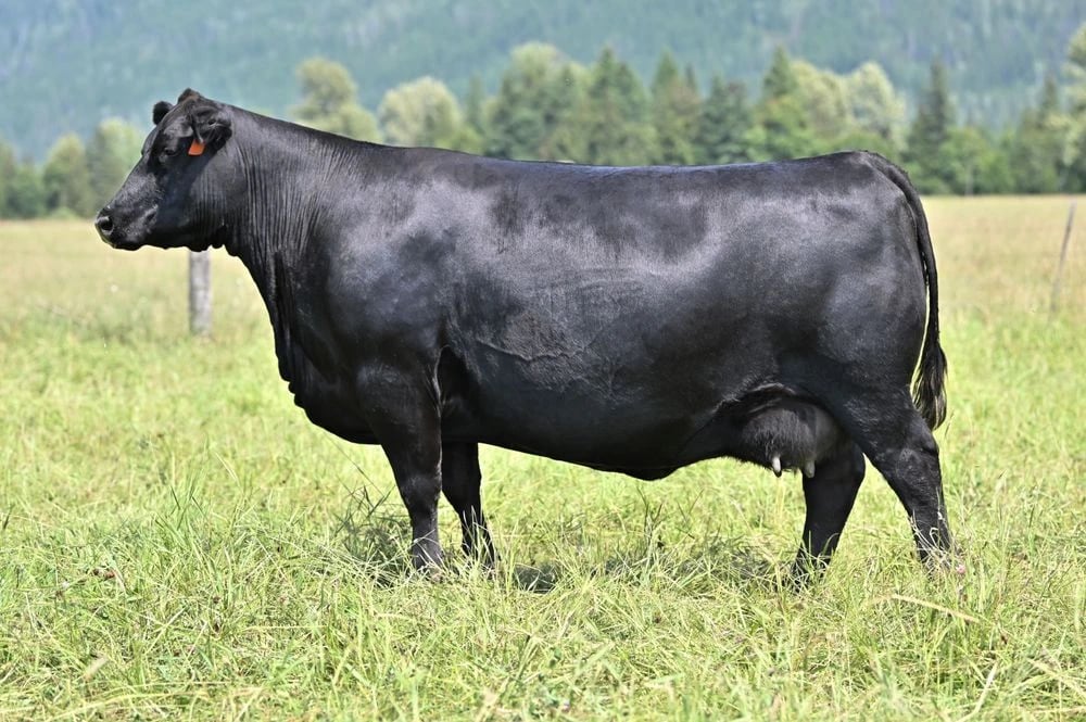 SAV Rosetta 7245, Angus donor, in side profile