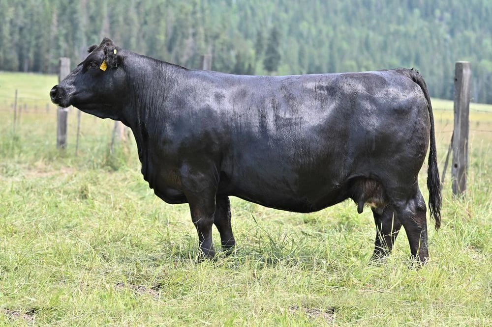 RF-MCC-CD Flirt 770E, Simmental donor, in side profile