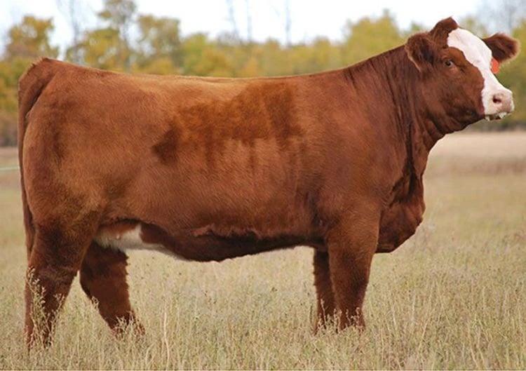 RF Scream 215Z, Simmental donor, in side profile