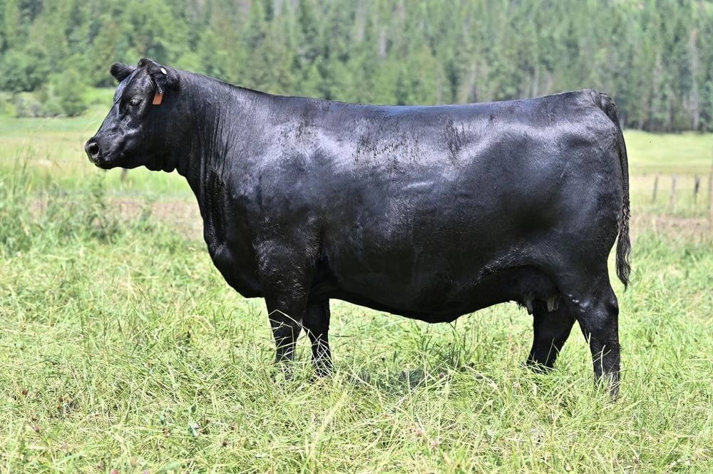 Anderson Barb Rose 1032, Angus donor, in side profile