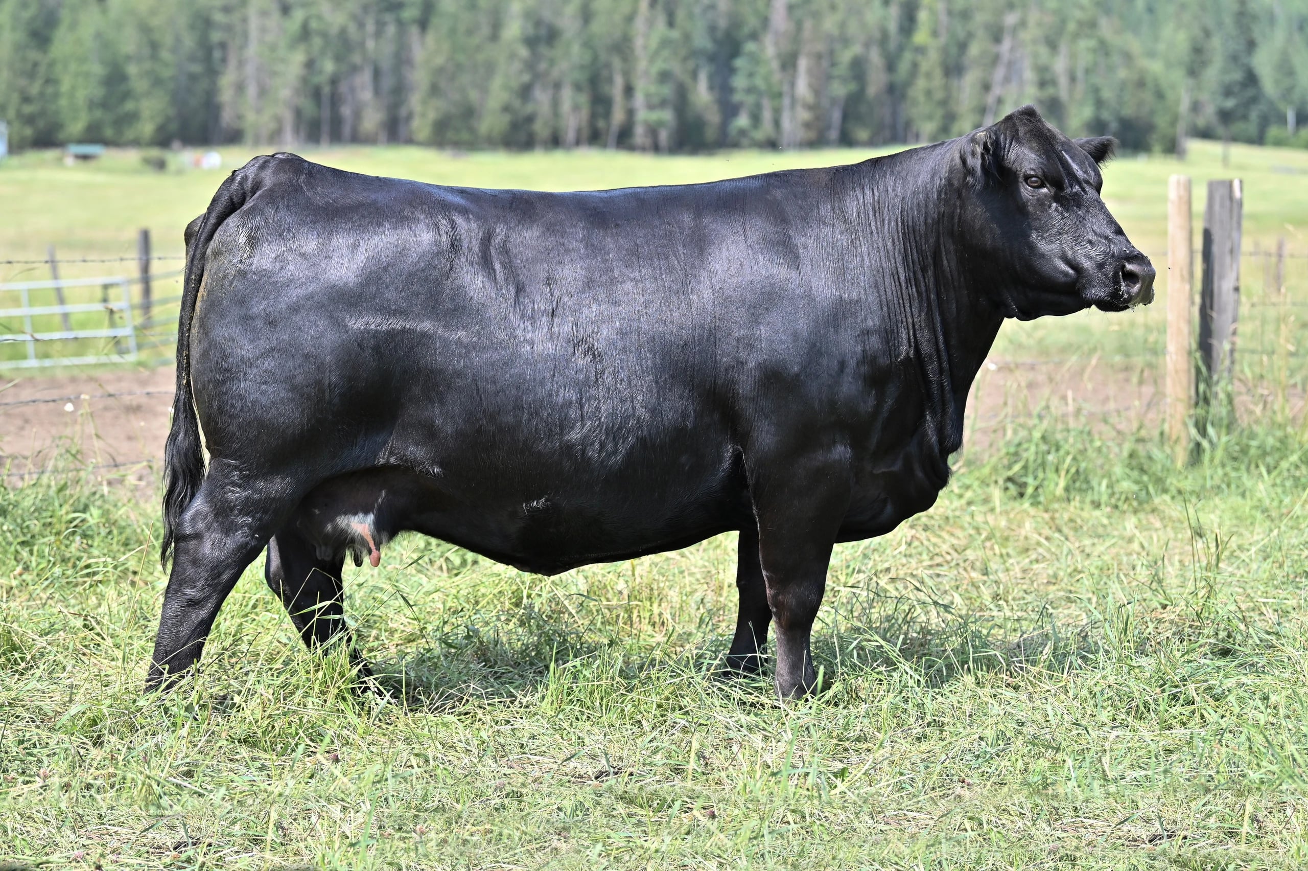 WHL Countess 1764E, Simmental donor, in side profile