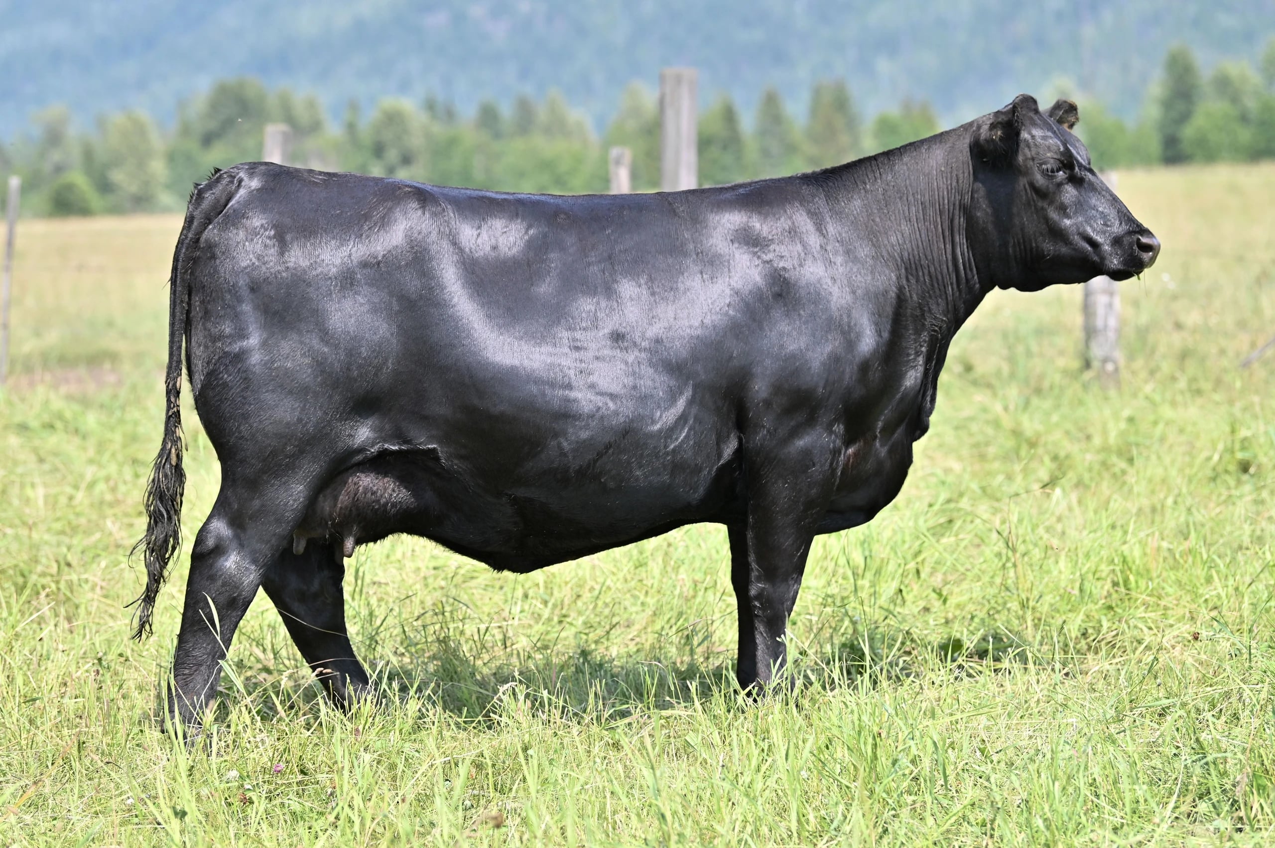 KT Chloe 1021, Angus donor, in side profile