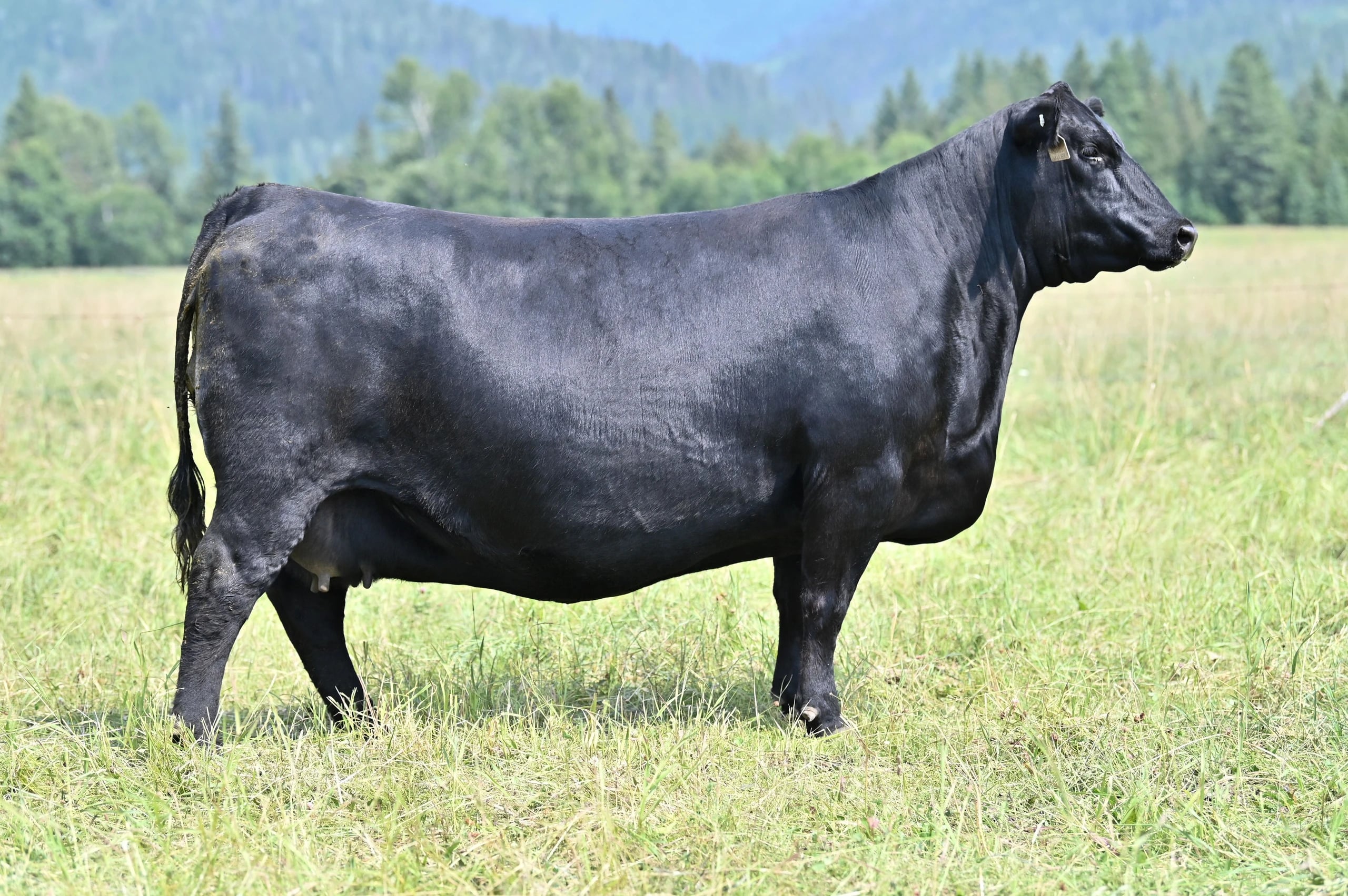 SAV Madame Pride 0620, Angus donor, in side profile