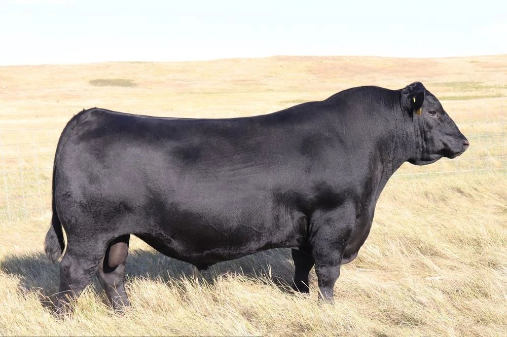 SAV Certified 0849, Angus sire, in side profile