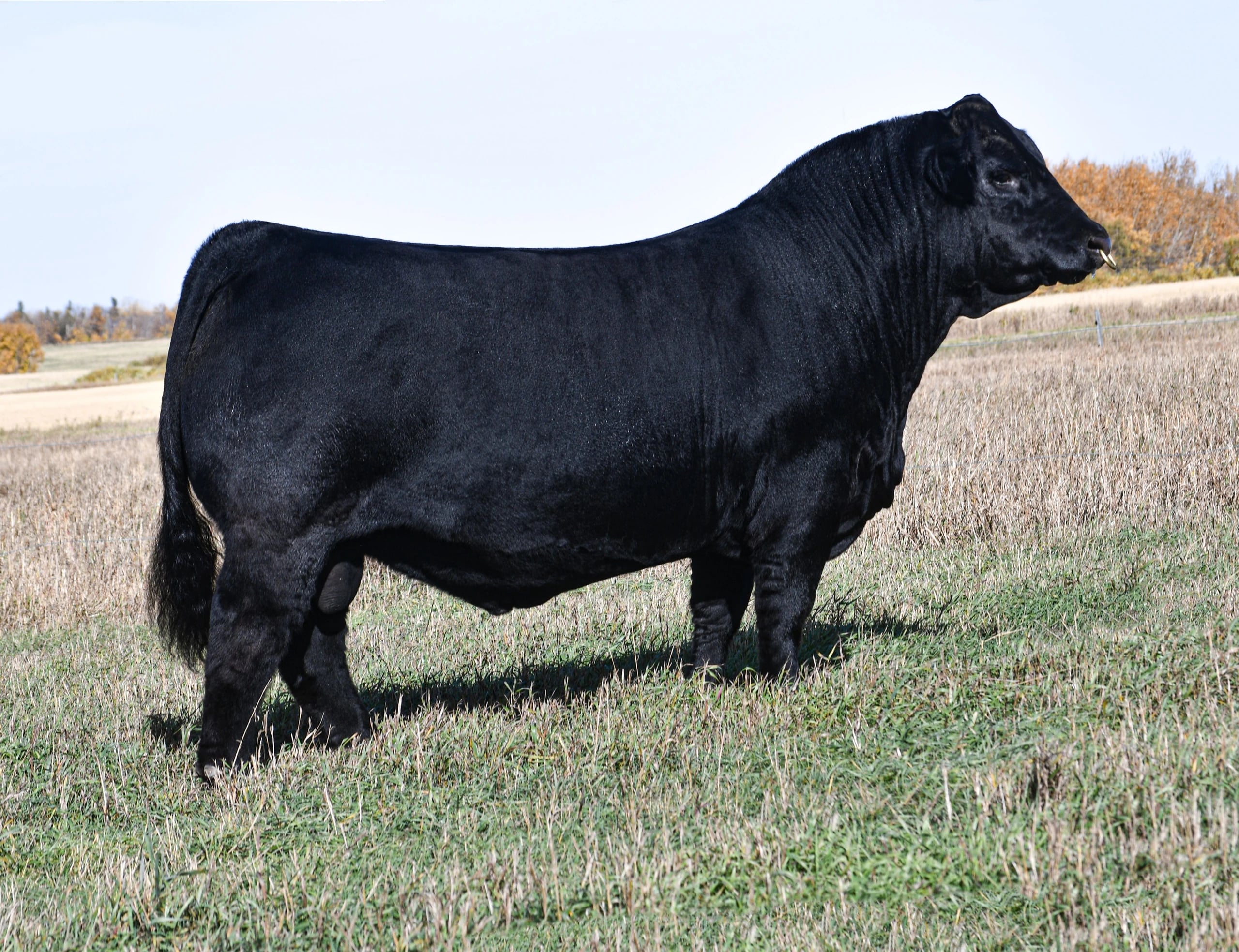 RF Caliber 014G, Simmental sire, in side profile