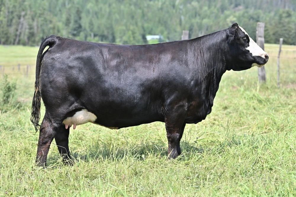 Blackgold Soda Pop 90G, Simmental donor, in side profile