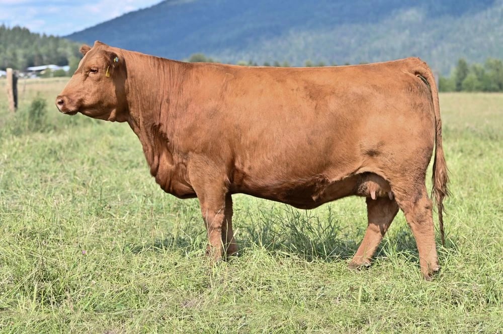 SVS-CD Sammie 31J, Simmental donor, in side profile