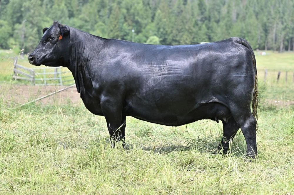 SAV Elba 9808, Angus donor, in side profile