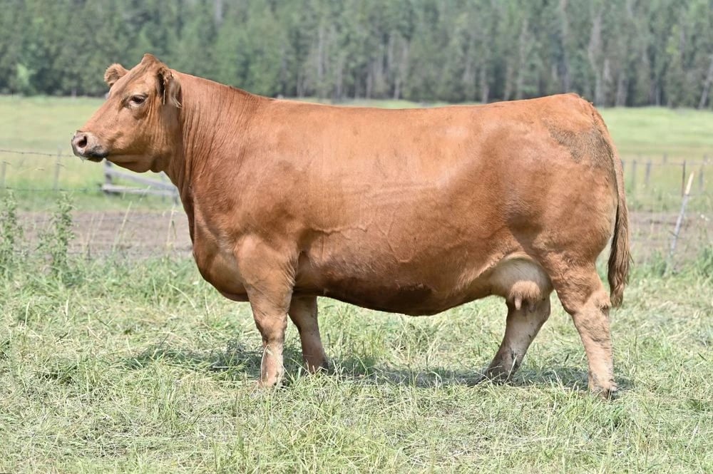 MRL Miss 7362E, Simmental donor, in side profile
