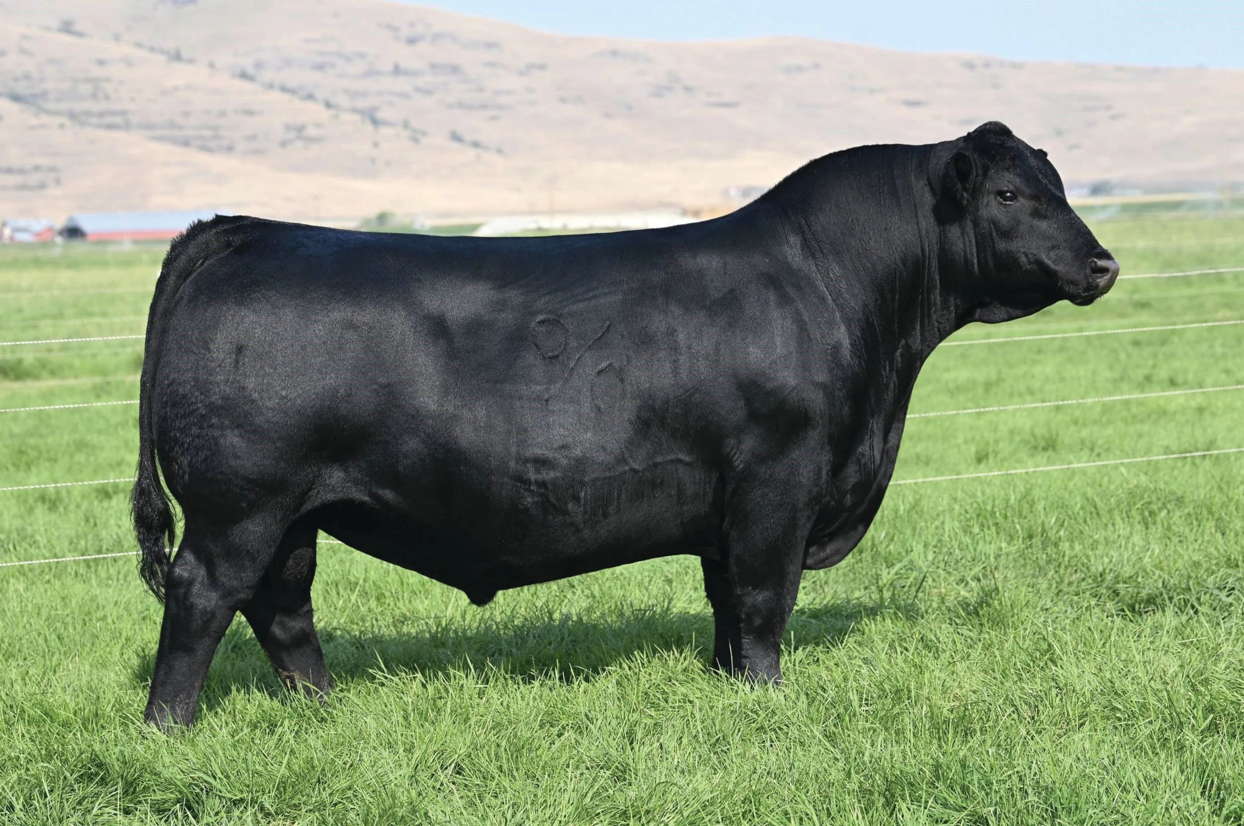 Coleman Mendoza 271, Angus sire, in side profile