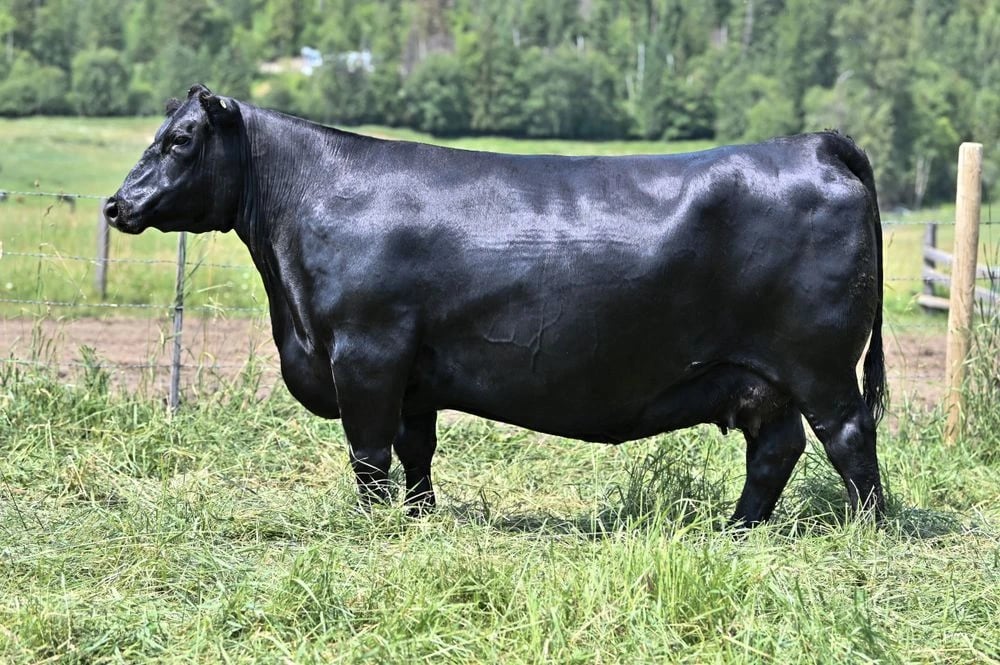 Bar-E-L Rose 99F, Angus donor, in side profile