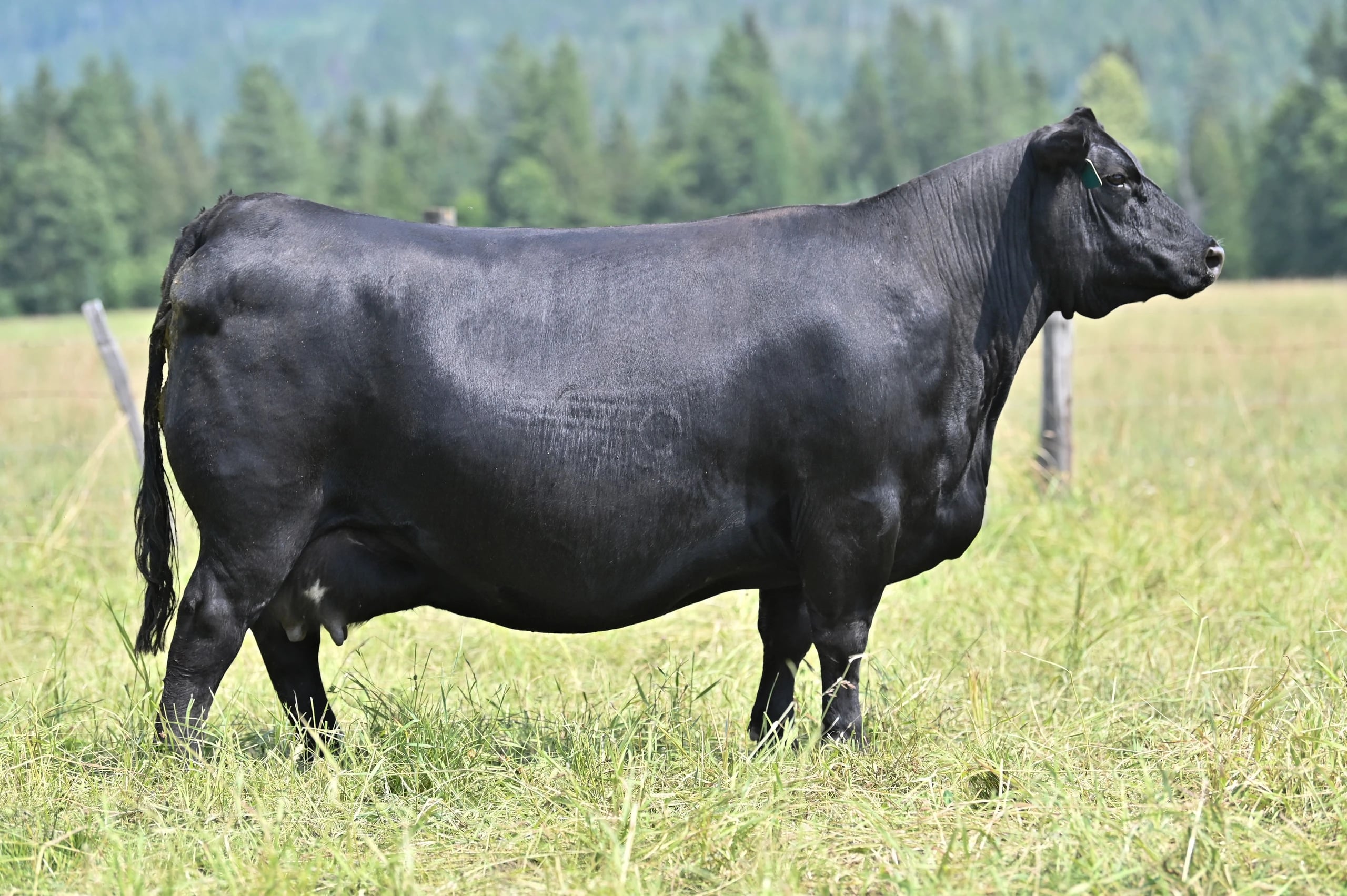 Coleman Donna 720, Angus donor, in side profile