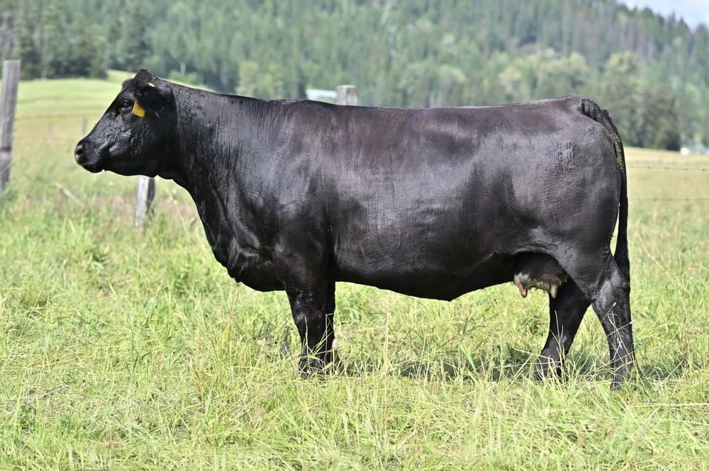SVS Blk Jenna 736E, Simmental donor, in side profile