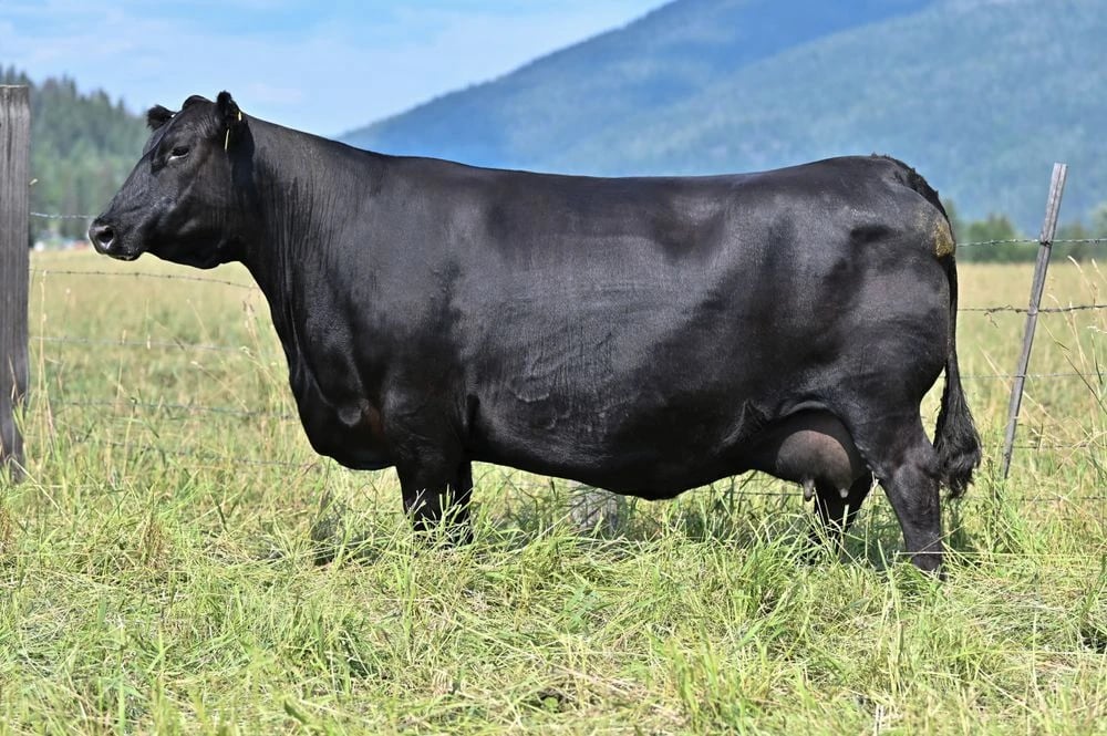 SAV Emblynette 3293, Angus donor, in side profile