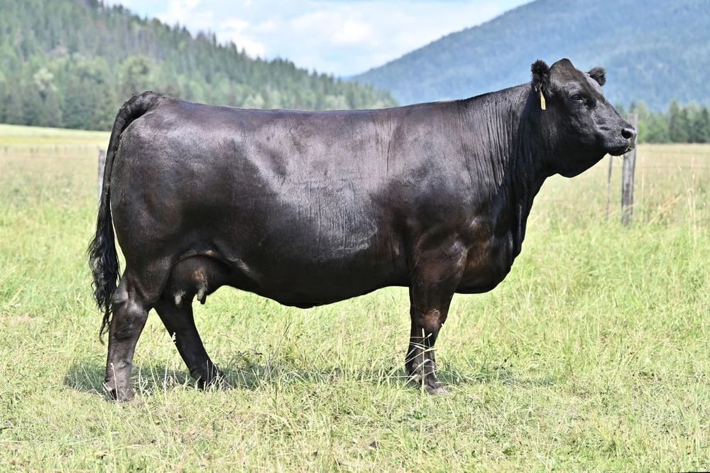 MRL Miss 6683D, Simmental donor, in side profile