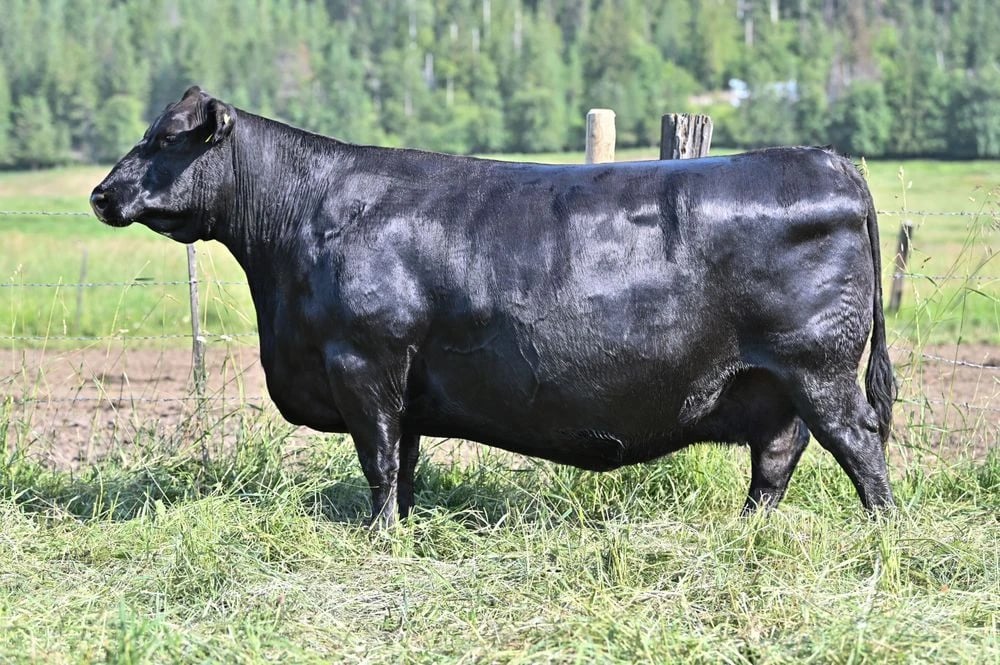 SAV Blackcap May 3212, Angus donor, in side profile
