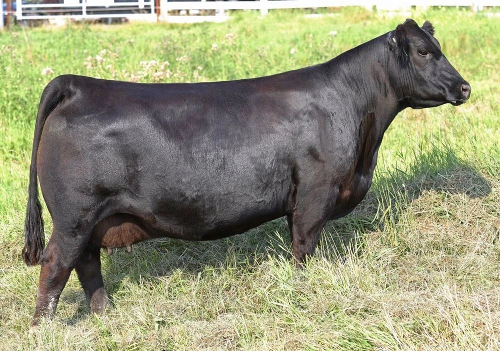 PM Tibbie 216'15, Angus donor, in side profile