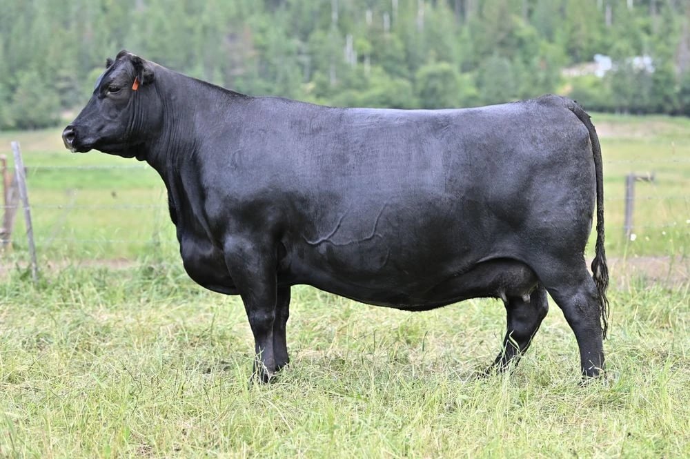 SAV Madame Pride 9830, Angus donor, in side profile