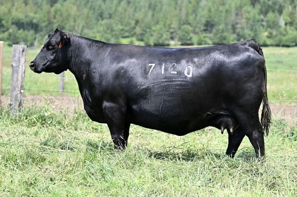 Coleman Dixie Erica 7120, Angus donor, in side profile