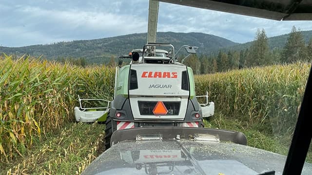 A forage harvester working a corn field, seen from the cab of the truck beside it
