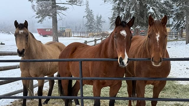 Three ranch horses at a rail fence on a snowy morning