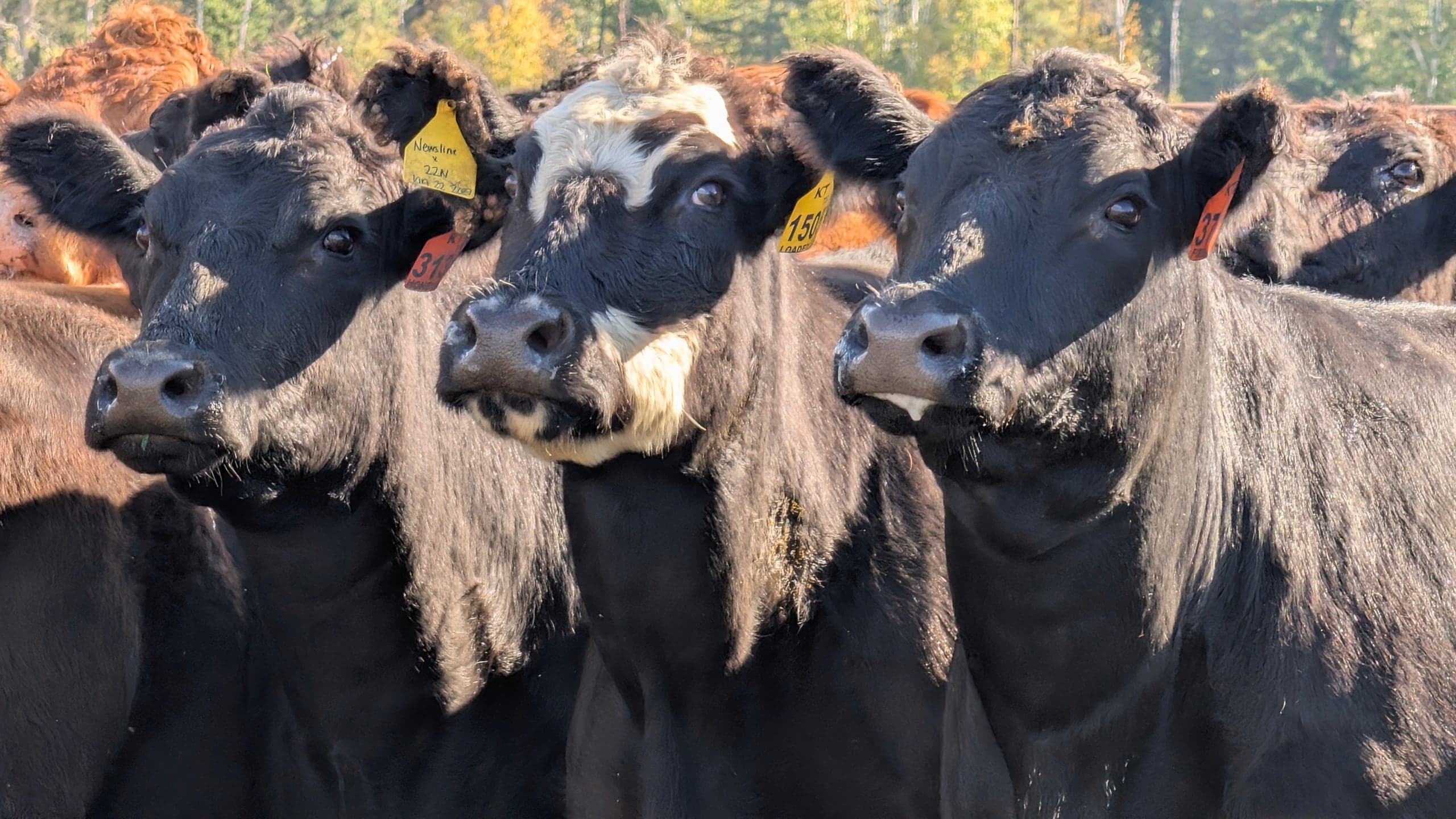 Three young cattle shoulder to shoulder in autumn sun, the middle one white-faced, yellow and orange tags in their ears