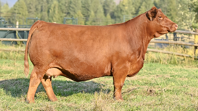 Heifers