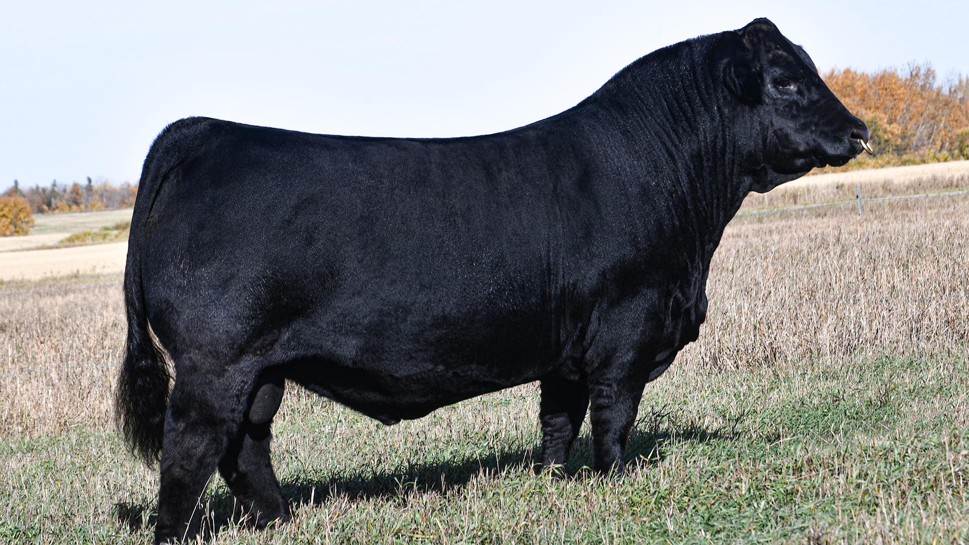 This Month's Featured Animal at KT Ranches