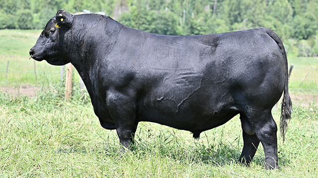 Bulls